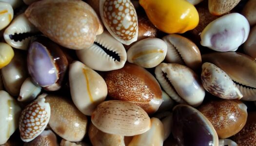 Symbolism: The Cowrie Shell