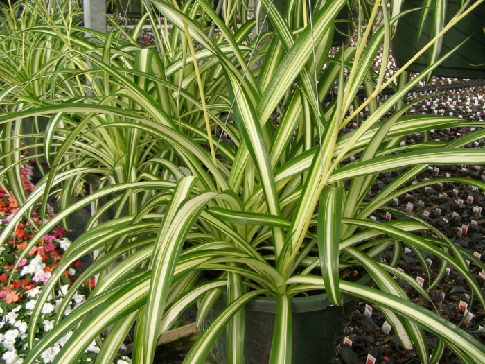 Spider Plant - clean air at home