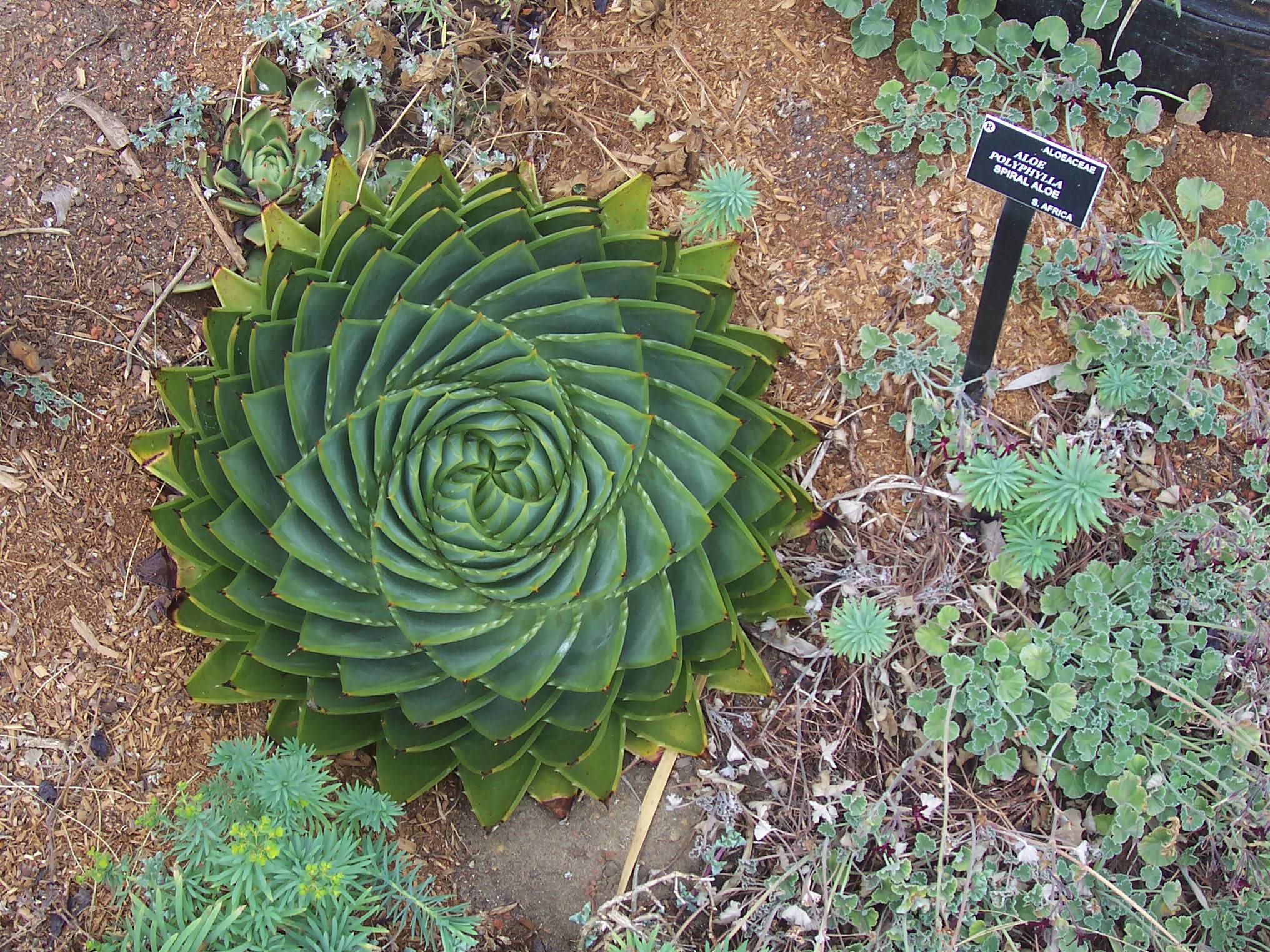 SacredGeometry_Aloe Polyphylla