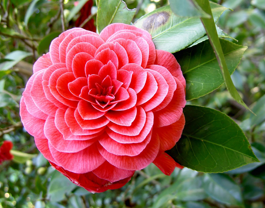 SacredGeometry_Camelia