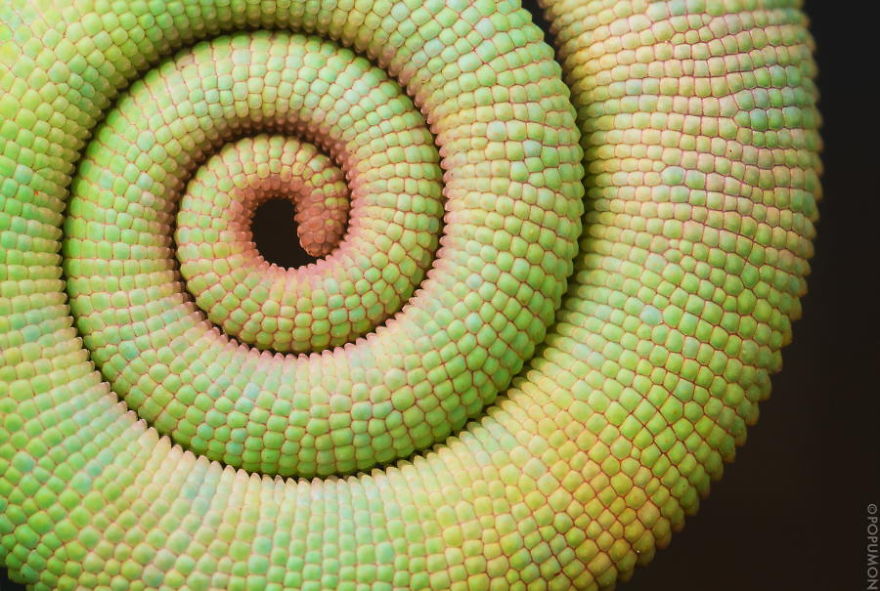 SacredGeometry_ChameleonTail