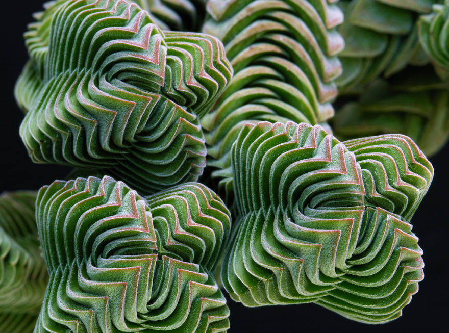 SacredGeometry_CrassulaBuddhaTemplePlant