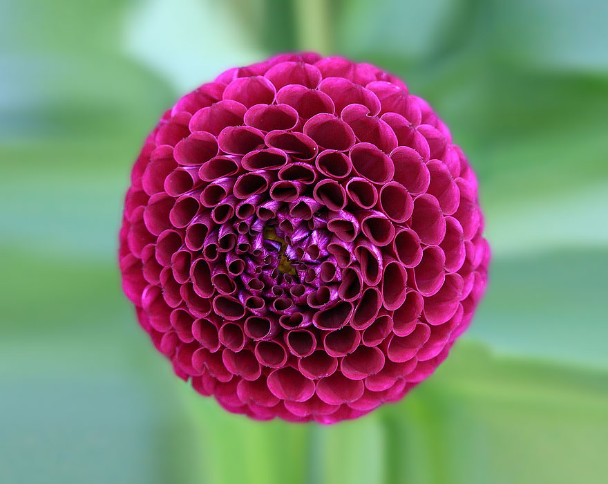 SacredGeometry_Dahlia