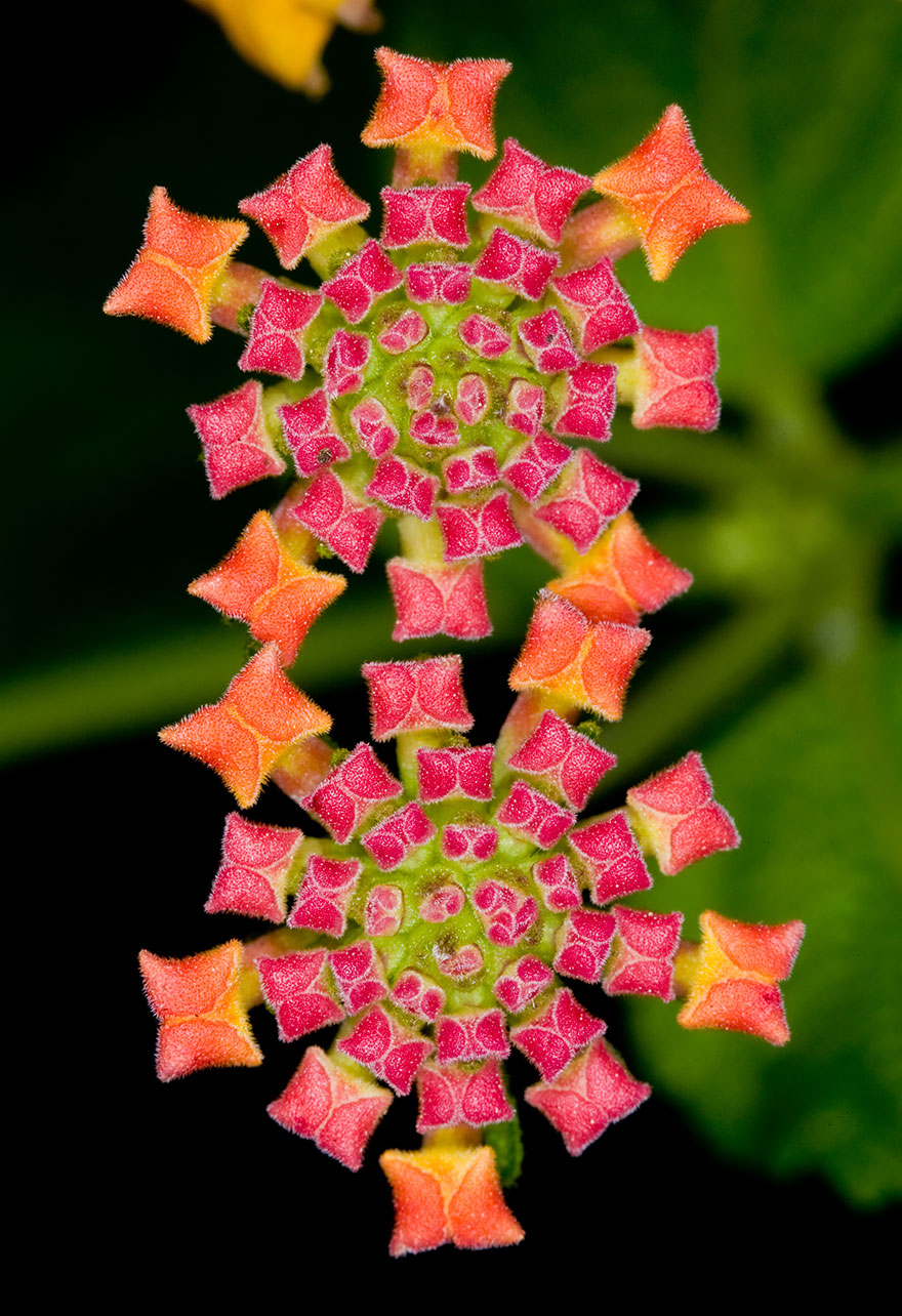 SacredGeometry_Flowers Like Jeweled Carpet