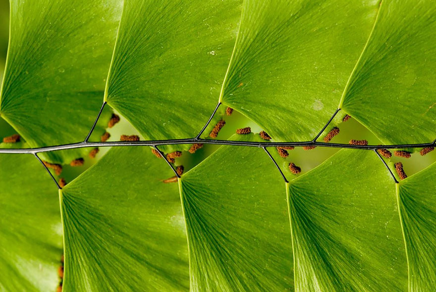 SacredGeometry_LeafLadder