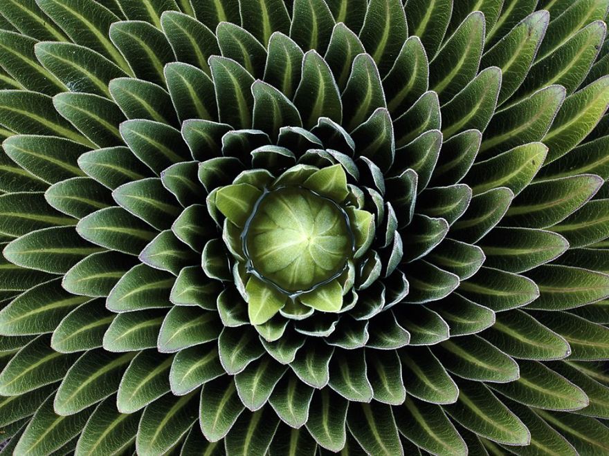 SacredGeometry_Lobelia