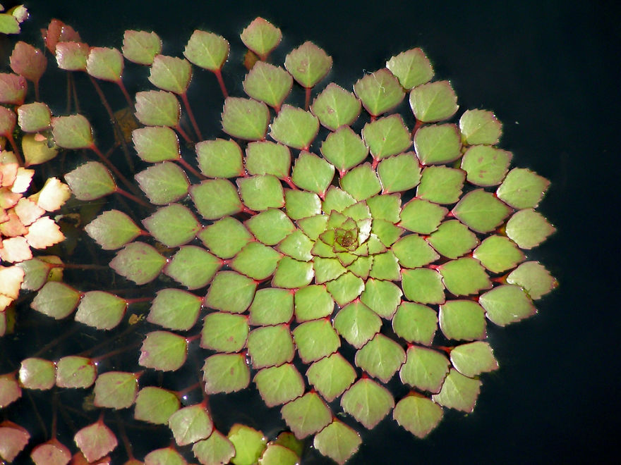 SacredGeometry_Ludwigia Sedioides