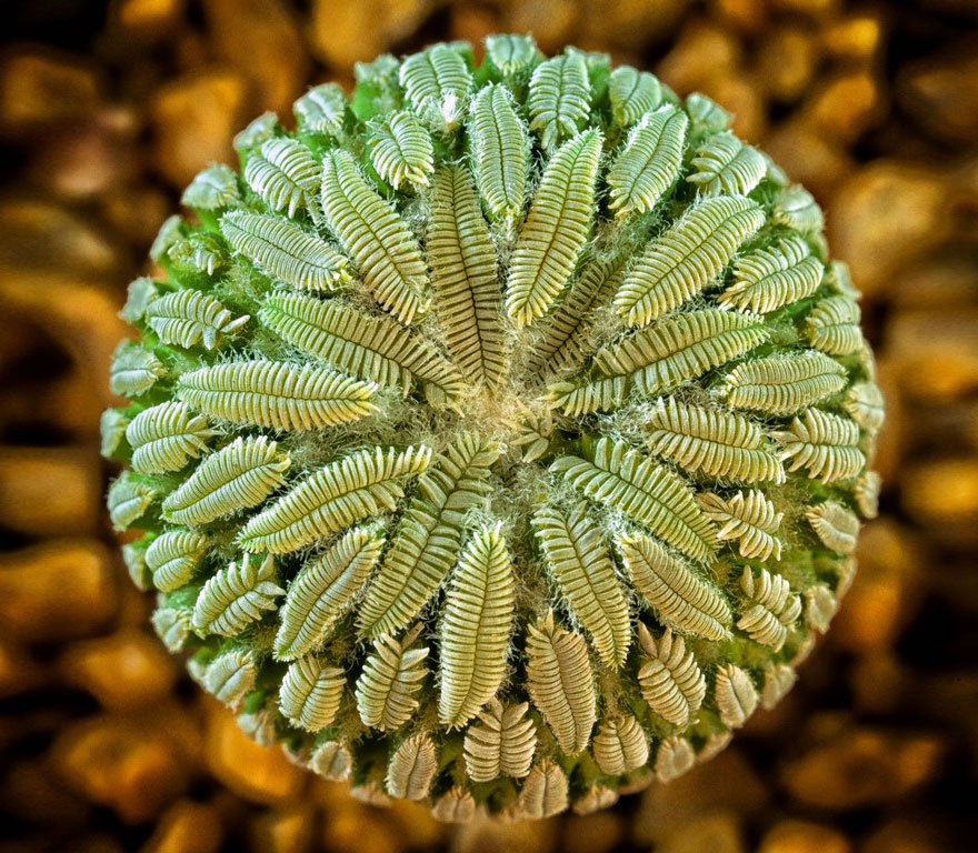 SacredGeometry_PelecyphoraAselliformis