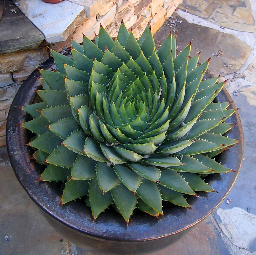 SacredGeometry_SpiralingSucculent