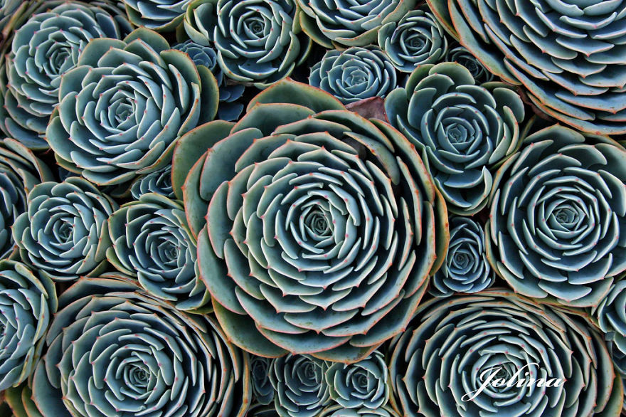 SacredGeometry_Succulents