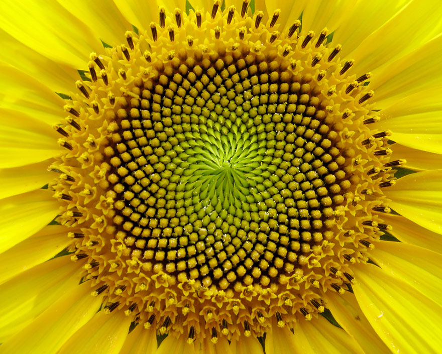 SacredGeometry_Sunflower