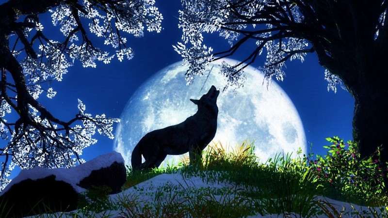 The Wolf Moon In January snow gathers deep in the woods and the howling of wolves can be heard echoing in the cold still air. Some tribes called this moon the Snow Moon, but most often it was used for the next month.
