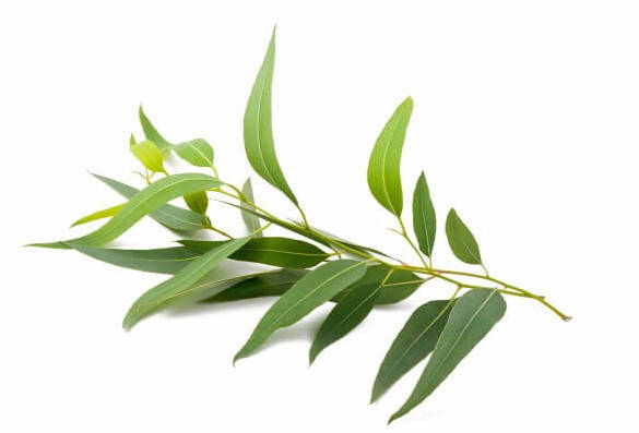 Everything_Soulful_Mood_Enhanging_Herbs_Eucalyptus