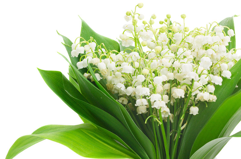 Lilly of valley