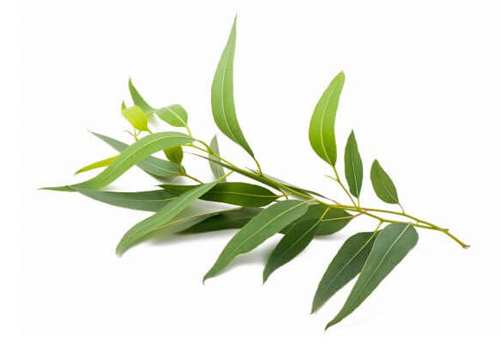 Everything_Soulful_Mood_Enhanging_Herbs_Eucalyptus2