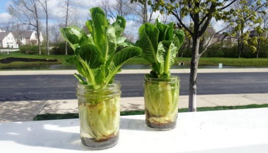 How to Grow Lettuce in Water