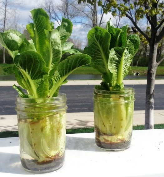 everything_soulful_grow-vegetables-in-water_lettuce