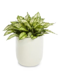 Everything_Soulful_Office_Plants_aglaonema