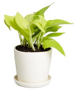 Everything_Soulful_Office_Plants_neon-pothos