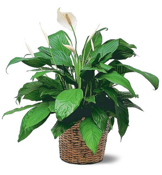 Everything_Soulful_Office_Plants_peace_lily