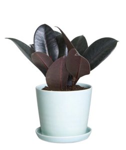 Everything_Soulful_Office_Plants_rubber-tree