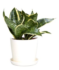 Everything_Soulful_Office_Plants_snake_plant