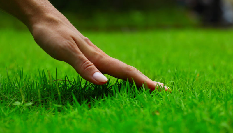 everything-soulful-touching-grass