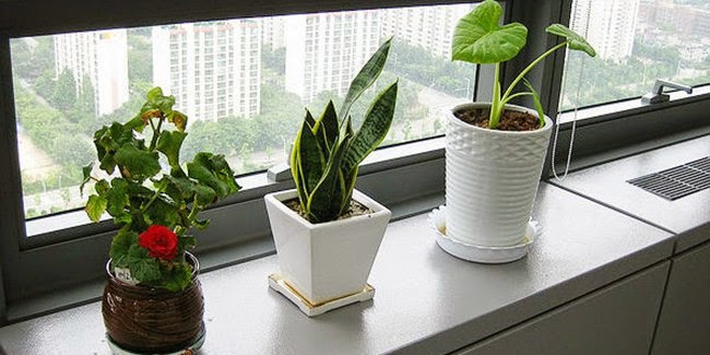 everything_soulful_office_plants_1