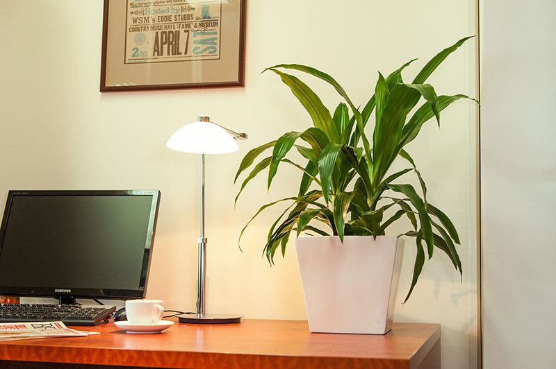 everything_soulful_office_plants_2