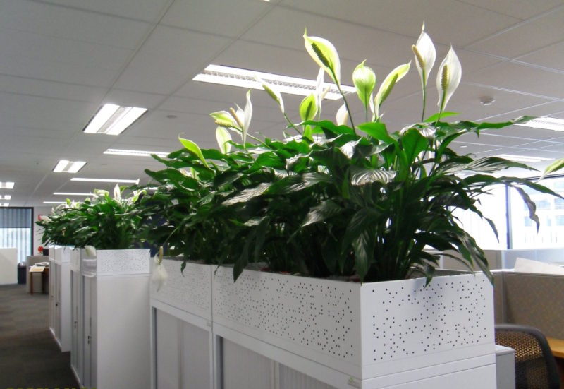 everything_soulful_office_plants_main