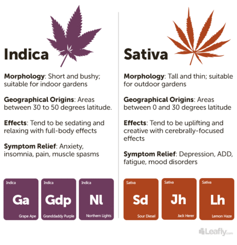 everything_soulful_sativa-indica-comparison