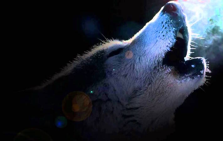 everything_soulful_wolf_moon_2