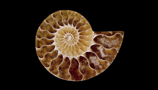 Ammonite: Change and Evolution