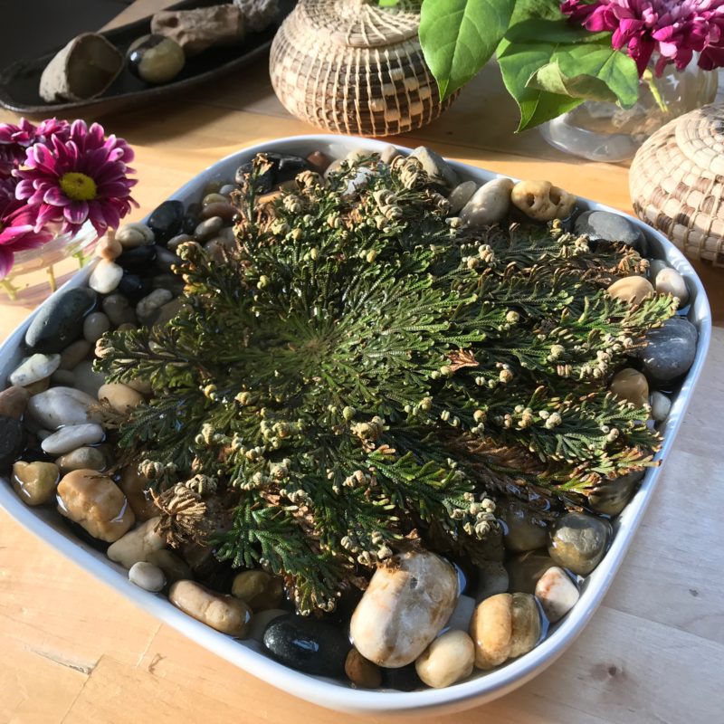 Rose of Jericho: Benefits, Uses, and Precautions