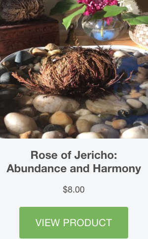 Rose of Jericho: Benefits, Uses, and Precautions