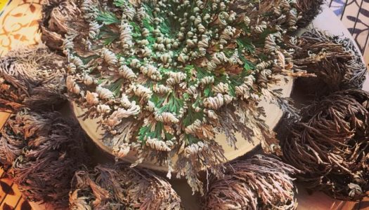 Abundance, Harmony and Love: Rose of Jericho